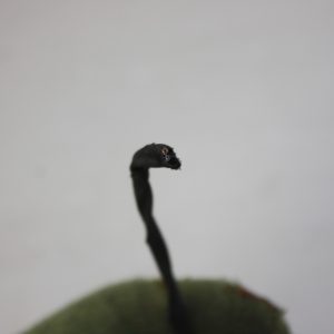 BMW 5 Series G30 G31 Rear Left Door Wiring Loom 2016 11107810 Genuine - Image 9