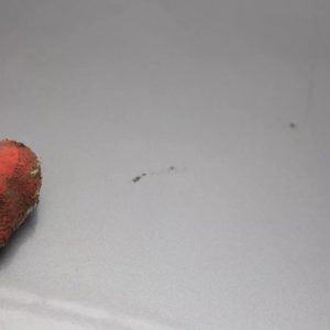 Range Rover Evoque Rear Bumper Right Corner 2011 TO 2015 BJ32-17926-A Genuine - Image 10